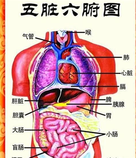 內臟有哪些|五臟六腑